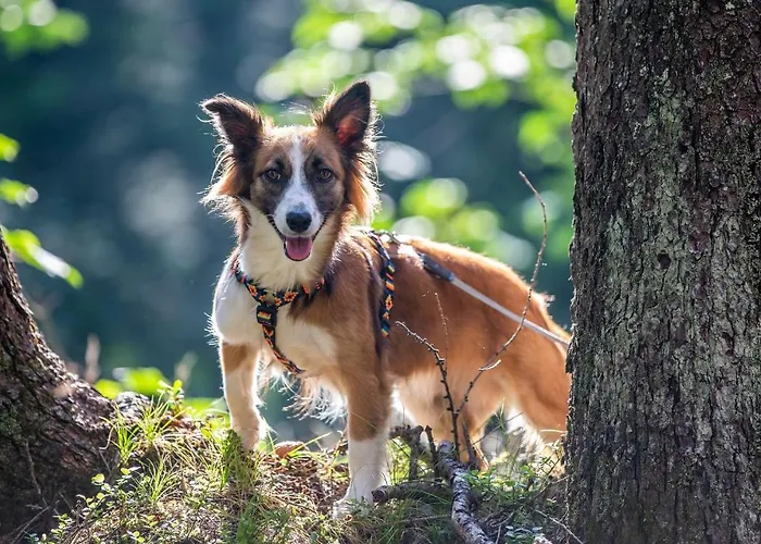 Hotel Almfrieden Hotel&romantikchalet